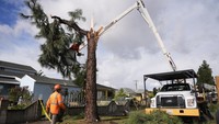 Mobil eskavator mengevakuasi pohon yang patah.  