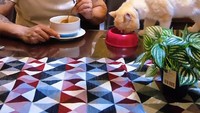 Selain bersama anggota keluarga lain, Robby Purba juga kerap menghabiskan waktu bersama kucingnya. Hewan peliharaannya ini sudah aktif di pagi hari untuk menemani Robby santap sahur. Foto: Instagram/robbypurba