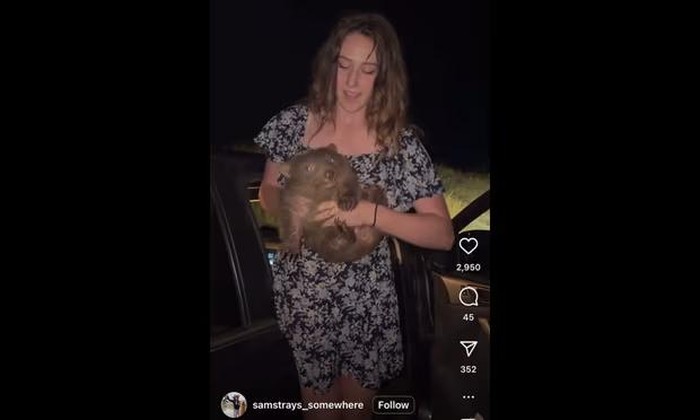 Sam Jones merampas bayi wombat