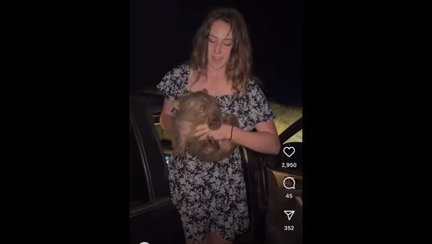 Sam Jones merampas bayi wombat