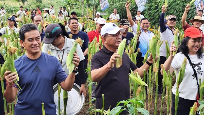 Bupati dan Wabup Buleleng, I Nyoman Sutjidra-Gede Supriatna (Sutjidra-Supriatna) memanen jagung arumba di Taman Kota Singaraja, Sabtu (15/3/2025). (Dok. Pemkab Buleleng)