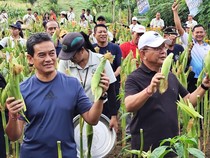 Sutjidra-Supriatna Panen Jagung Arumba di Hutan Kota Singaraja