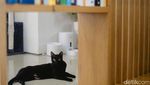Cat Sitter Siap Mengasuh Anabul Anda