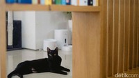 Seiring berjalannya waktu, Desti merasa semakin tertarik pada dunia perawatan kucing dan ingin memberikan layanan yang lebih personal dan spesial bagi pemilik kucing. Ia merasa bahwa banyak pemilik kucing yang membutuhkan seseorang yang dapat dipercaya untuk merawat hewan peliharaan mereka ketika mereka tidak ada di rumah. 
