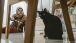 Cat Sitter Siap Mengasuh Anabul Anda