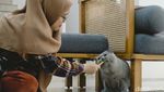 Cat Sitter Siap Mengasuh Anabul Anda