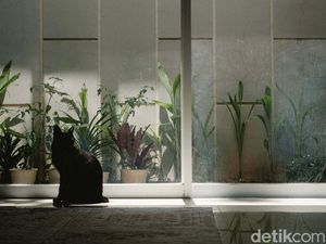 Cat Sitter Siap Mengasuh Anabul Anda