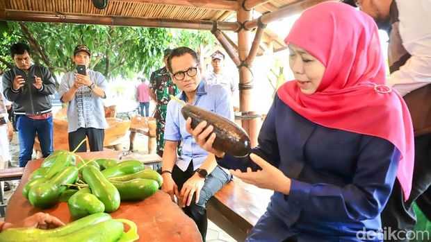 Gubernur Khofifah Kenalkan Alpukat Kelud Berukuran Jumbo Asli Kediri