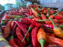 Meroket! Cabai Setan di Banjarnegara Rp 100 Ribu/Kg, Bawang Merah Rp 60 Ribu