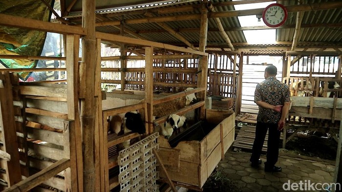 Kandang kambing di lahan eks lokalisasi Mojodadi, Kudus, Sabtu (15/3/2025).