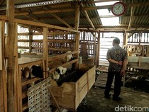 Melihat Eks Lokalisasi Mojodadi yang Kini Jadi Sentra Ternak Ayam-Sapi