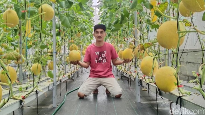 Kebun Melon Milik Tuslam di Pangandaran