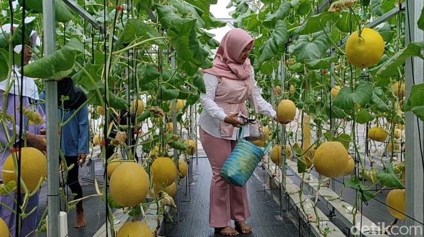 Kebun Melon Milik Tuslam di Pangandaran