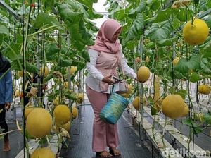Ngabuburit Beda di Pangandaran Sambil Petik Melon Inthanon