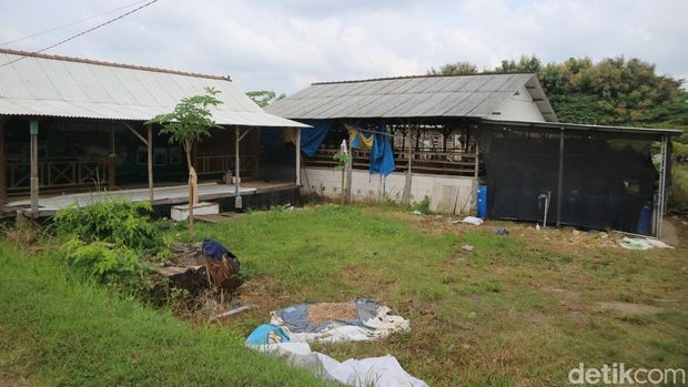 Lahan tanah bekas eks lokalisasi di Desa Gribig Kecamatan Gebog, Kabupaten Kudus yang kini disulap menjadi sentra ternak ayam, kambing, kerbau, dan sapi, Sabtu (15/3/2025).