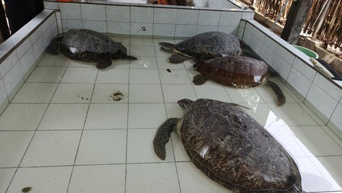 Lima penyu hijau selundupan yang diamankan polisi dititipkan di KKP Kurma Asih, Desa Perancak, Kecamatan Jembrana, Jembrana, Bali, Sabtu (15/3/2025). (I Putu Adi Budiastrawan/detikBali)