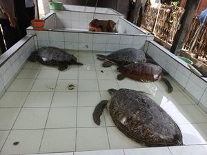 Lima Penyu Selundupan Diamankan Polres Jembrana, Penyelundup Buron