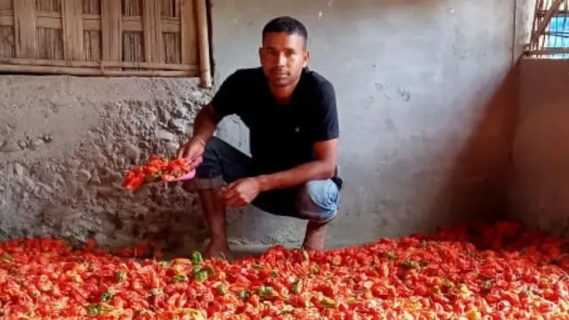 Cuan! Petani Semangka dan Cabai Raup Untung Rp 7,5 Juta Tiap Panen