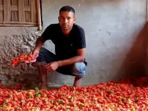 Cuan! Petani Semangka dan Cabai Raup Untung Rp 7,5 Juta Tiap Panen