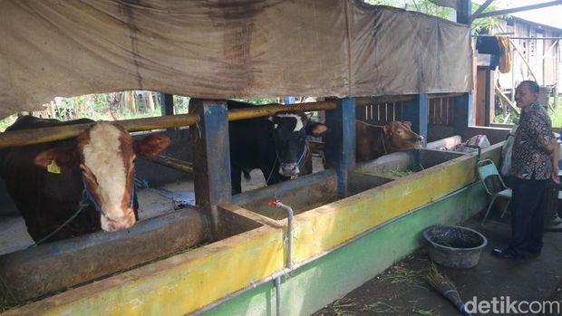 Peternak di lahan eks lokalisasi Mojodari, Kudus, Sabtu (15/3/2025).