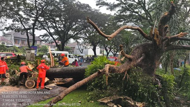 Pohon tumbang timpa pengendara motor di Perum Araya Megah Kota Malang