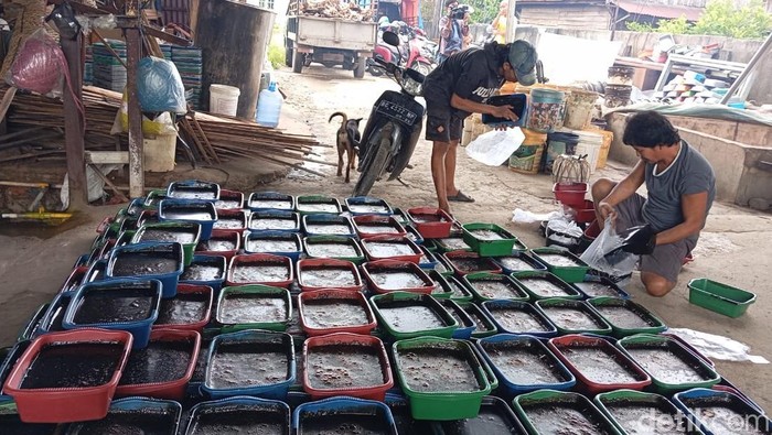 Produksi cincau hitam di Palembang.