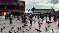 Burung merpati yang hidup disana