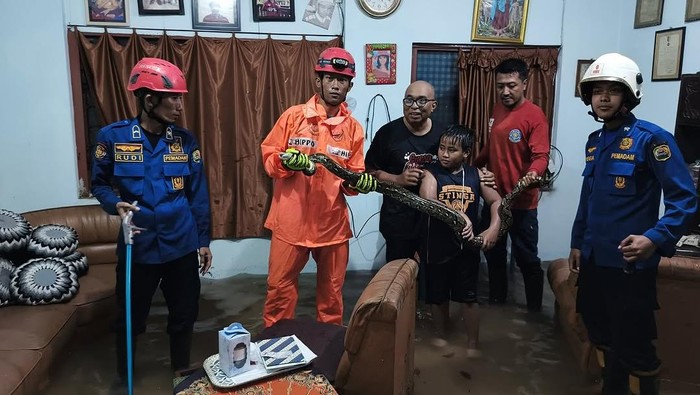ular piton muncul saat banjir di trenggalek