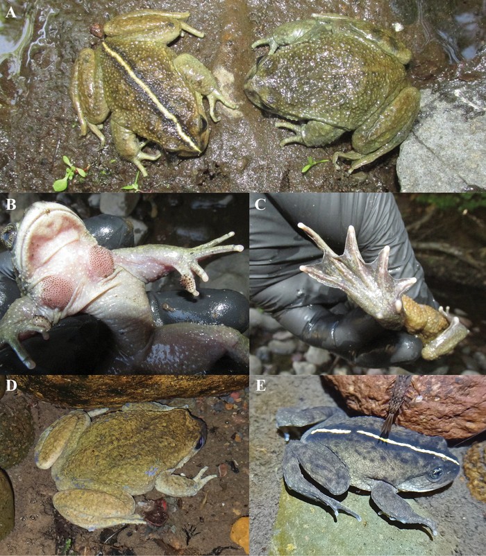 Katak Alsodes vittatus ditemukan kembali setelah tak terlihat selama 130 tahun.