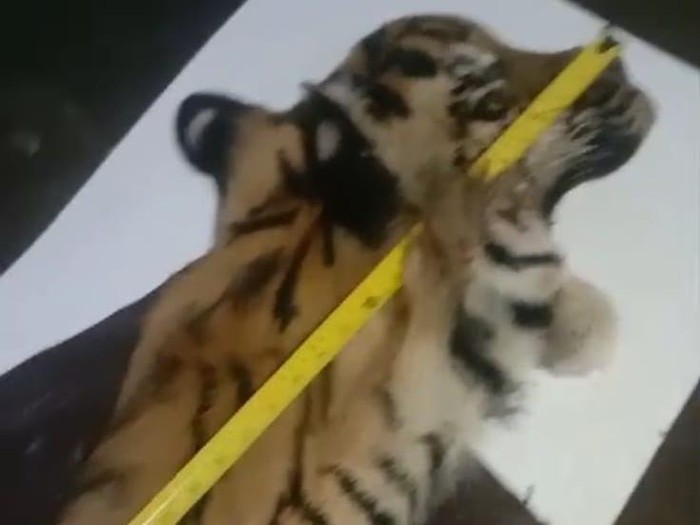 Penampakan kulit Harimau yang dijual di Aceh Tengah. (Foto: Polres Aceh Tengah)