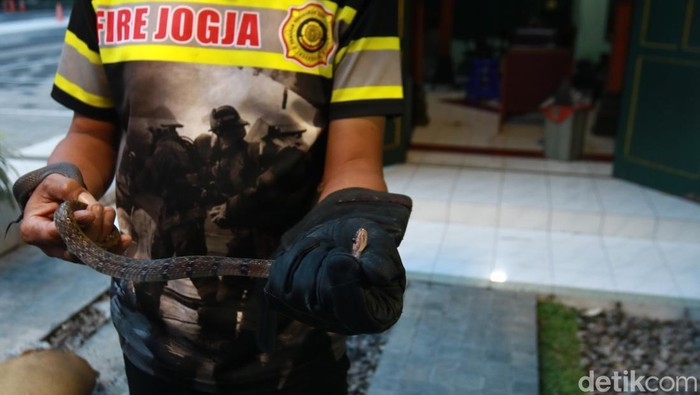 Petugas Damkarmat Kota Jogja mengevakuasi ular yang jatuh di ruangan wartawan di Balai Kota Yogyakarta, Minggu (16/3/2025) petang.