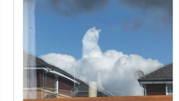 Dewa kucing? Foto: Boredpanda