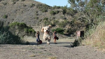 Dengan angle yang tepat, anjing ini terlihat seperti raksasa. Foto: Boredpanda