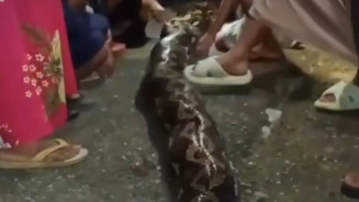 Ular piton 8 meter dibunuh usai menggigit wanita di Buol.