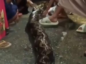 Ular Piton 8 Meter di Buol Dibunuh Usai Gigit Wanita di Kebun