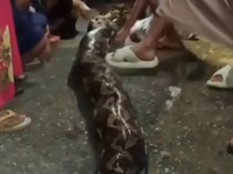 Pria di Sulawesi Bunuh Piton 8 Meter Usai Gigit Istrinya hingga Opname Sepekan