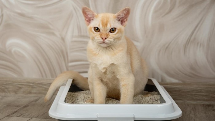 Burmese red kitten in a tray on the floor. Toilet for pets. Toilet training for a cat.