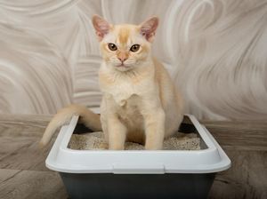 Bau Kucing Bisa Bikin Penghuni Rumah Nggak Nyaman, Begini Cara Atasinya