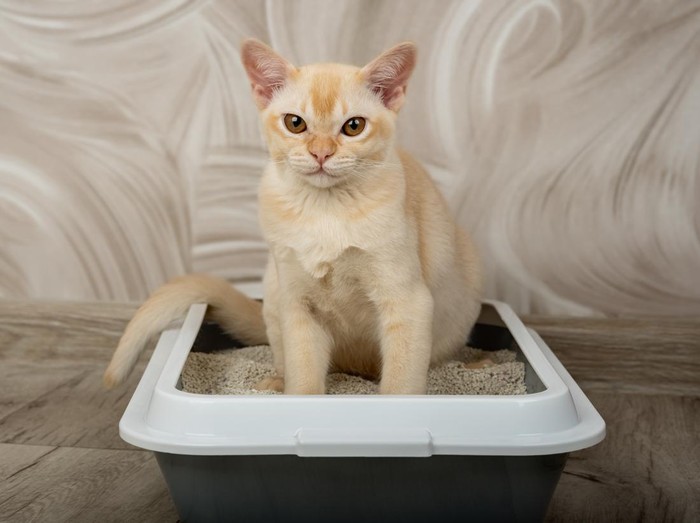 Burmese red kitten in a tray on the floor. Toilet for pets. Toilet training for a cat.