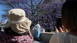 Bunga Jacaranda Mekar Merona Menghiasi Jalanan Meksiko