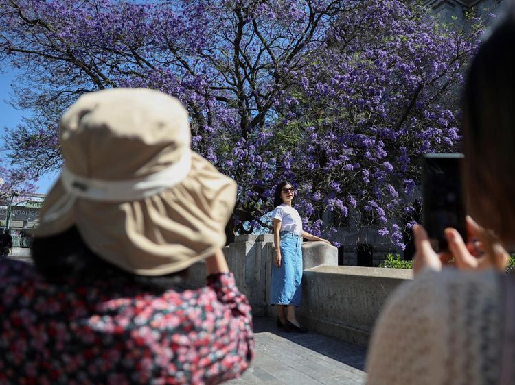 Bunga Jacaranda Mekar Merona Menghiasi Jalanan Meksiko