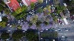 Bunga Jacaranda Mekar Merona Menghiasi Jalanan Meksiko