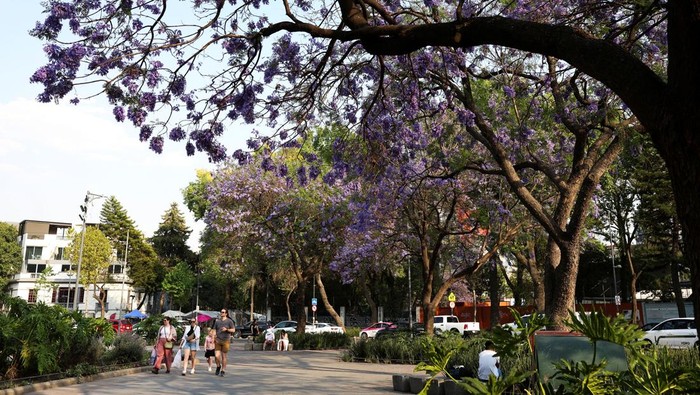 People pass by a Jacaranda tree in Mexico City, Mexico, March 12, 2025. REUTERS/Raquel Cunha