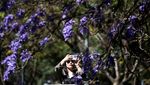 Bunga Jacaranda Mekar Merona Menghiasi Jalanan Meksiko