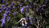 Tontonan bunga jacaranda yang mekar sering menjadi berita utama dan memenuhi feed media sosial dengan gambar-gambar kota yang menakjubkan. 