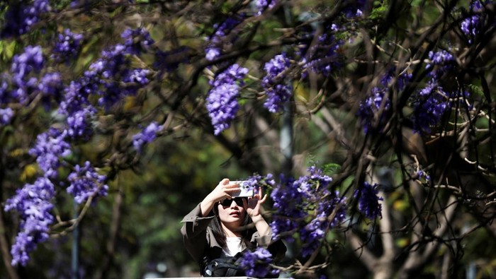 People pass by a Jacaranda tree in Mexico City, Mexico, March 12, 2025. REUTERS/Raquel Cunha