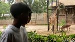 Bahagianya Anak-anak Saat Ngabuburit di Bandung Zoo