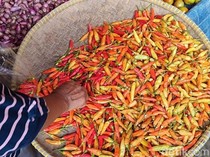 Harga Cabai di Pangandaran Makin Pedas, Tembus Rp 100 Ribu/Kg