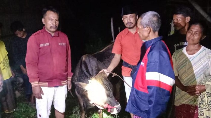 Pencurian sapi di Probolinggo digagalkan