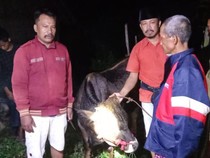 Aksi Maling Ternak di Probolinggo Digagalkan, Sapi Ketemu Tapi Pelaku Kabur